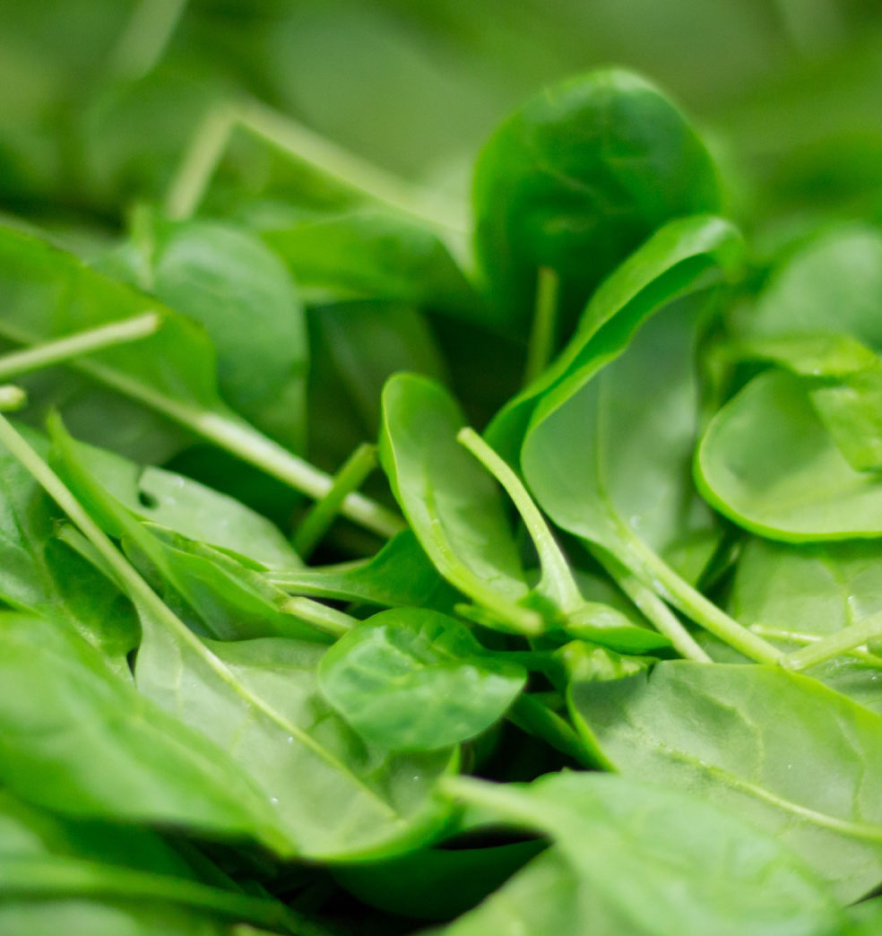 Cuáles son los alimentos astringentes